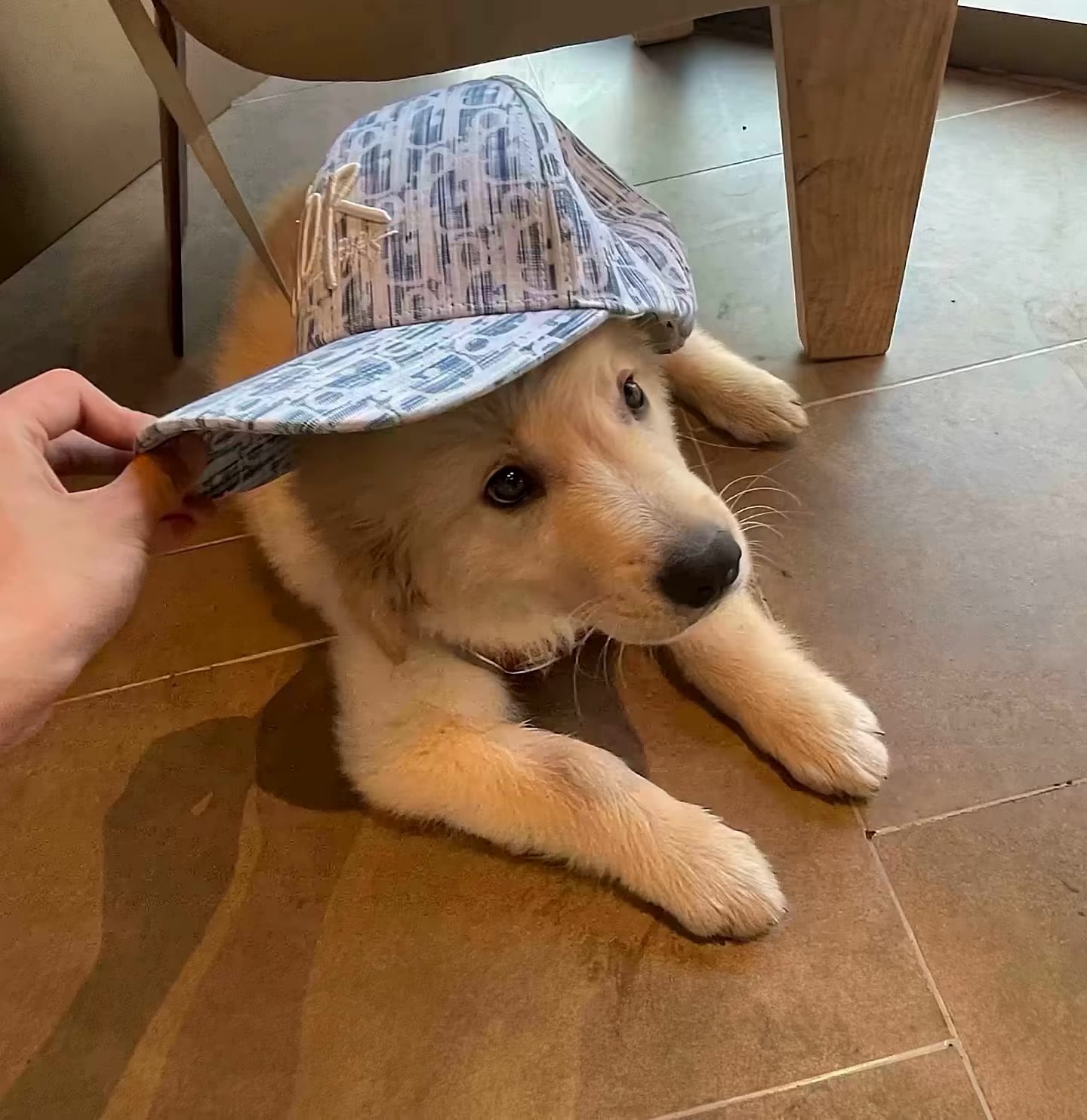 顺少